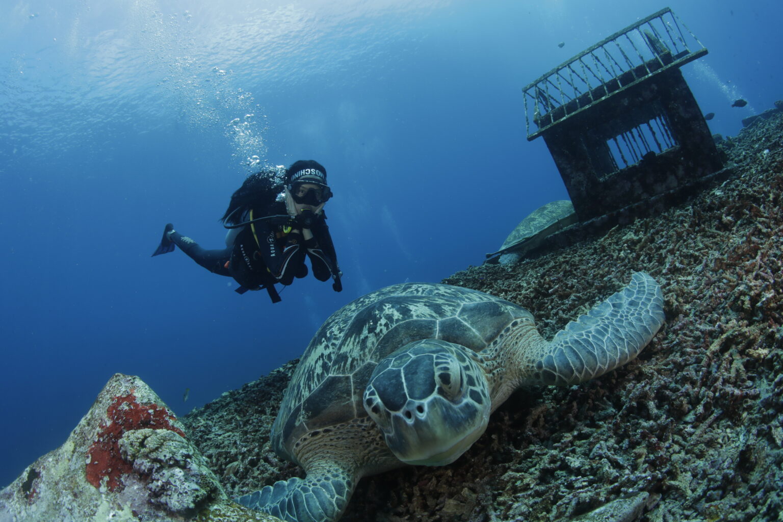 Diving? Try it at Laguna Gili Dive Center - Gili Trawangan! - PADI ...